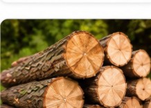 Legna di quercia